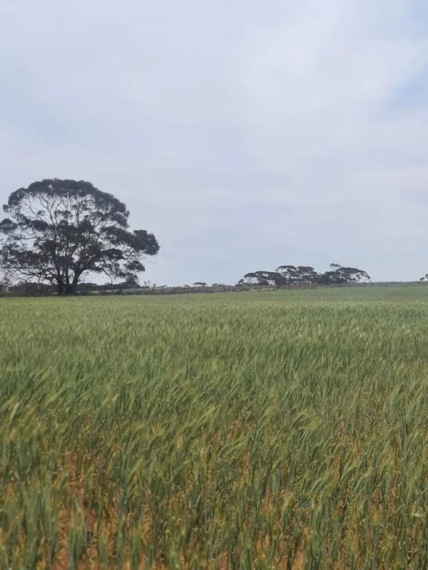 Additional image 3 of Wunkar SA 5311