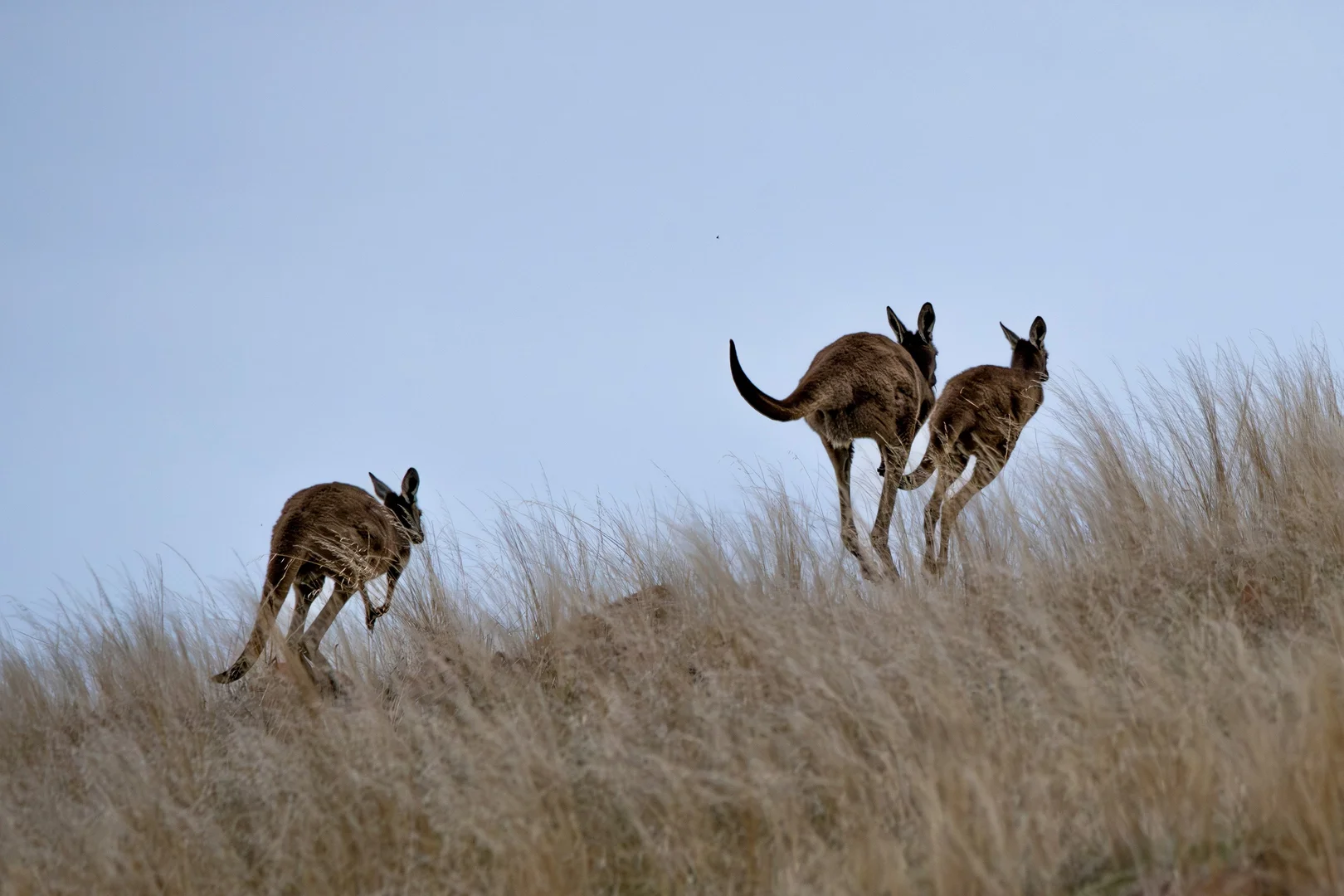 Additional image 69 of 412D Bratten Way, Tumby Bay SA 5605