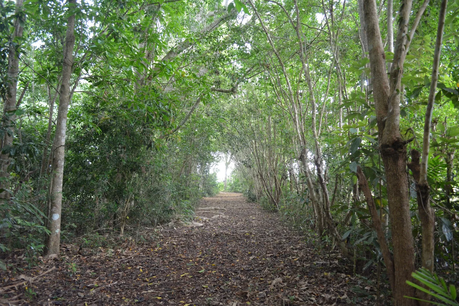 Additional image 34 of 20 Russell Road, Lake Eacham QLD 4884