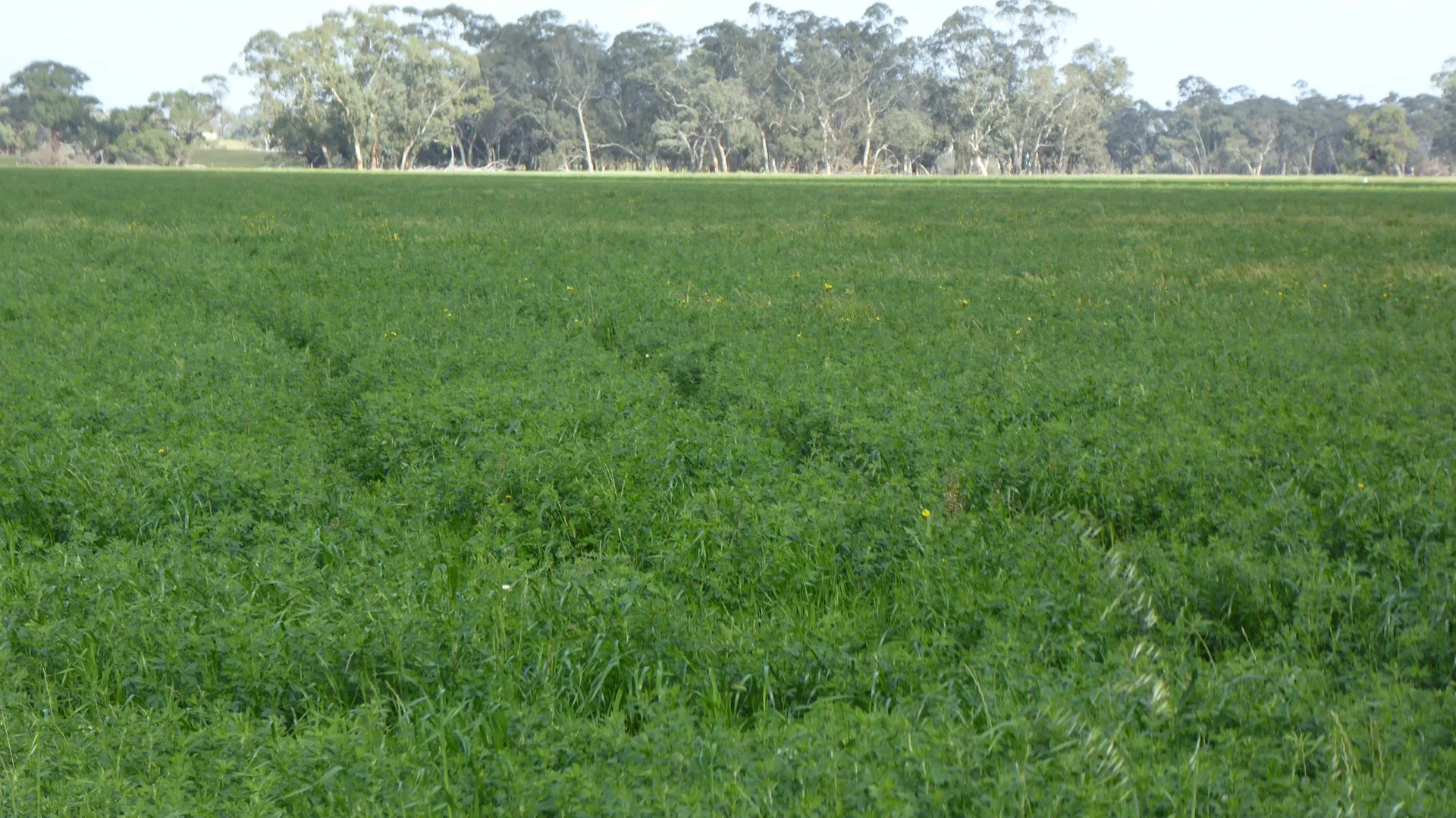 2448 Bangham Road, Frances SA 5262