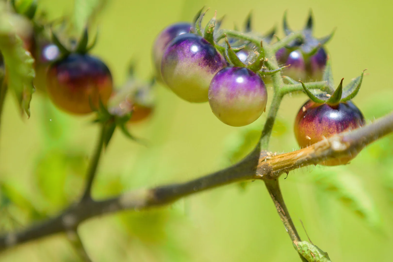 Additional image 18 of 47 Osborne Court, Wallu QLD 4570