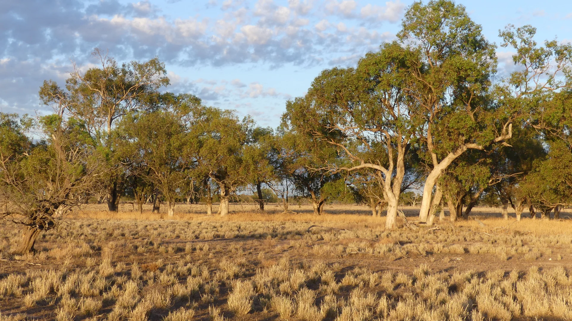 Additional image 3 of Warren NSW 2824