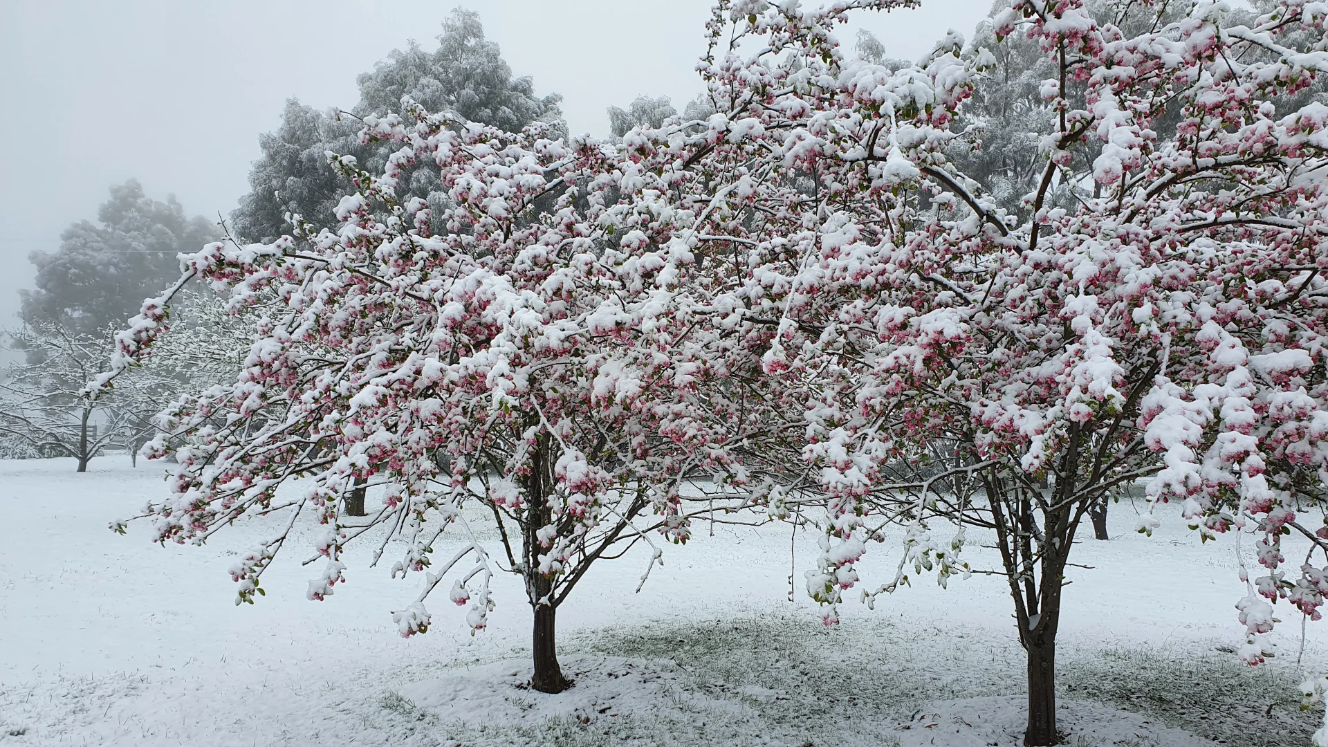 Additional image 22 of 2 Bromfield Drive, Tolmie VIC 3723