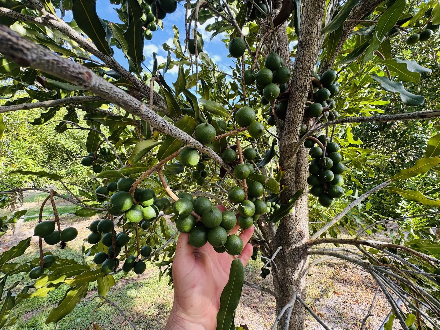 Additional image 20 of 40 Olivers Road, Goodwood QLD 4660