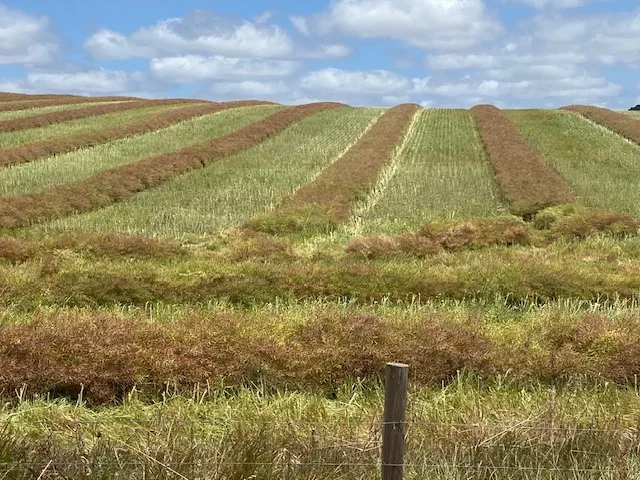 Additional image 16 of Lot 5 McAvaney Lane, Whites Flat SA 5607