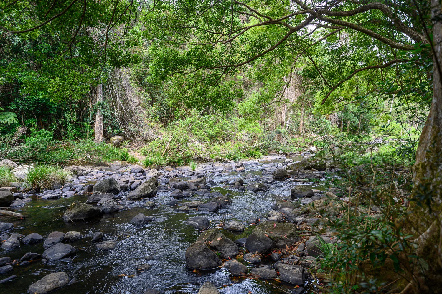 Additional image 45 of 86 Parmenters Road, Wilsons Creek NSW 2482