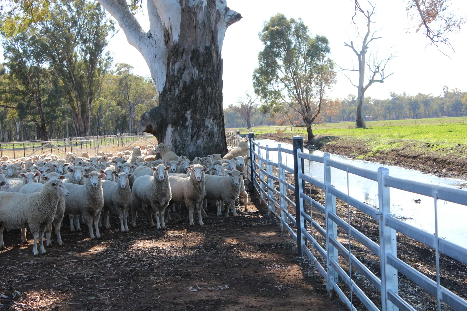 Additional image 26 of 8065 Lachlan Valley Way, Forbes NSW 2871