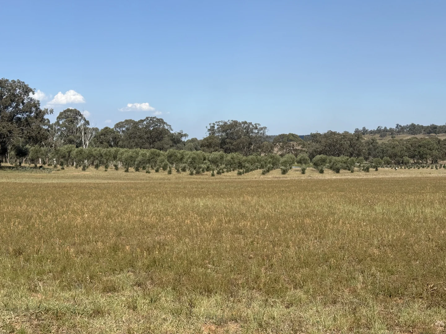 Additional image 54 of 207 Redmanvale Road, Jerrys Plains NSW 2330