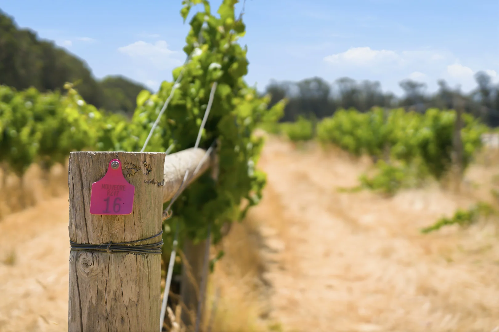 Additional image 8 of 26/3599 Caves Road, Wilyabrup WA 6280