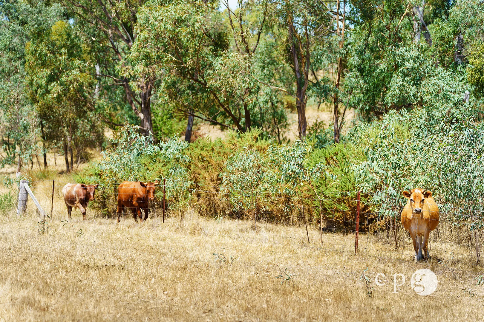 Additional image 11 of 256 Blackjack Road, Harcourt VIC 3453