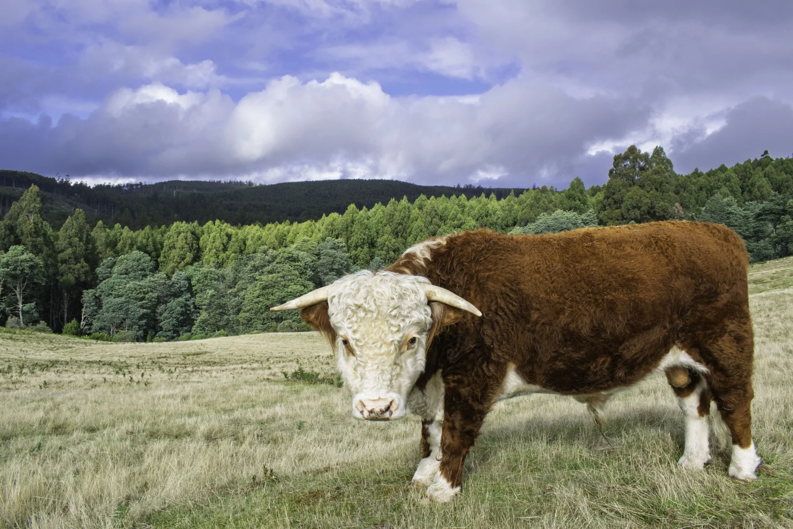 Additional image 20 of 304 Dickensons Creek Road, Glen Huon TAS 7109