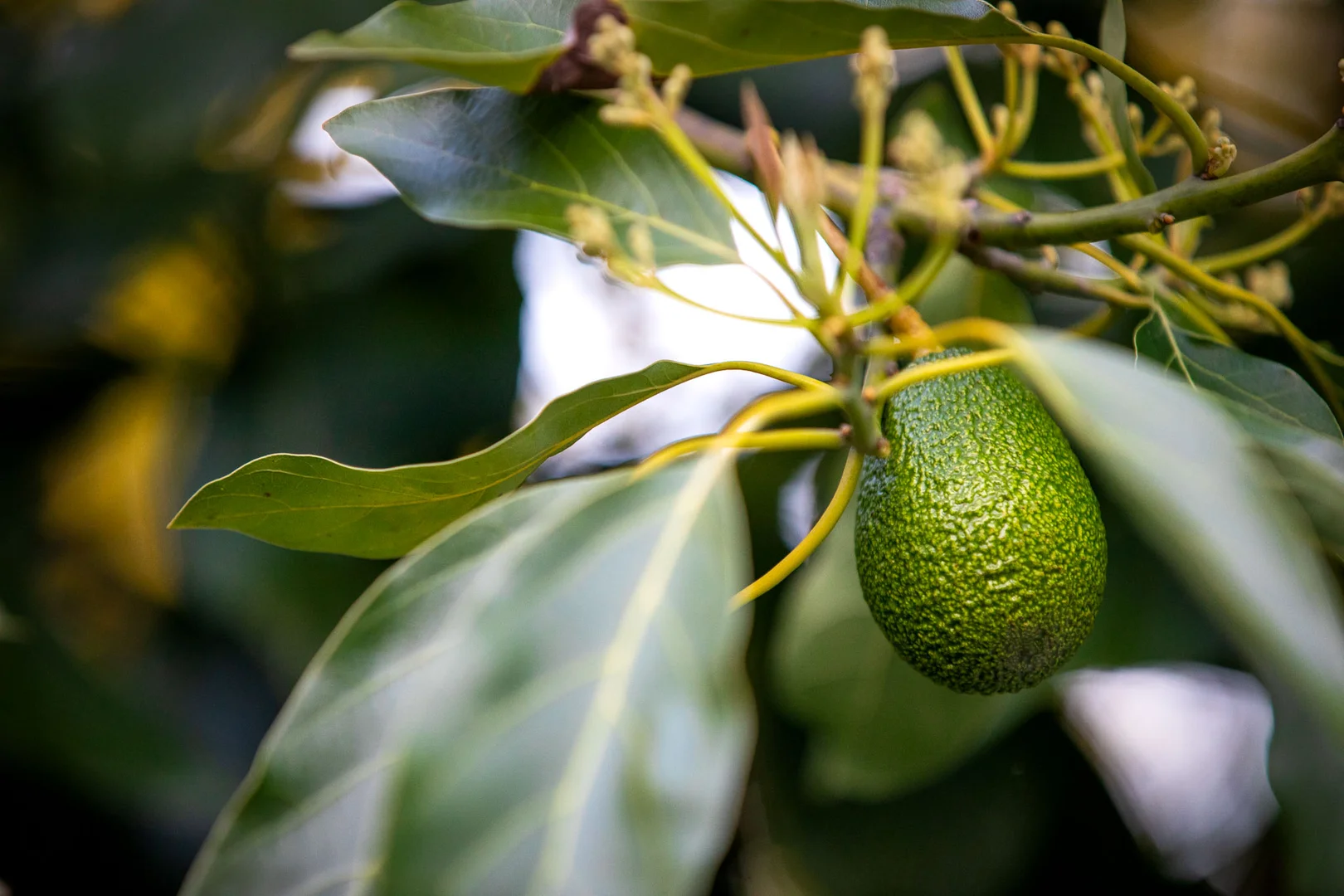 Additional image 28 of 129 Currie Road, Lardner VIC 3821