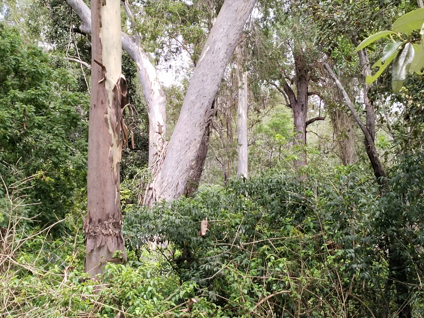 Additional image 22 of 89 Corfield drive, Booyal QLD 4671