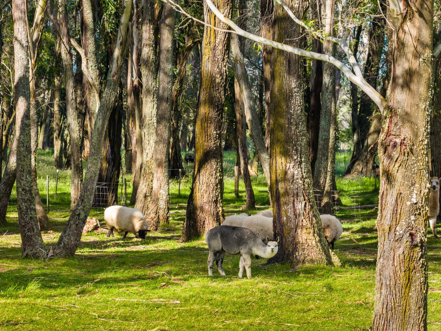 Additional image 22 of 301 Sallys Corner Road, Exeter NSW 2579