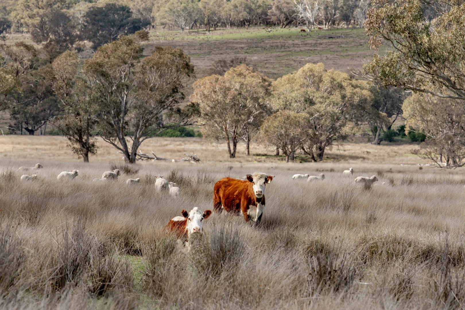 Additional image 14 of Mount Bodangora 5008 Goolma Road, Wellington NSW 2820
