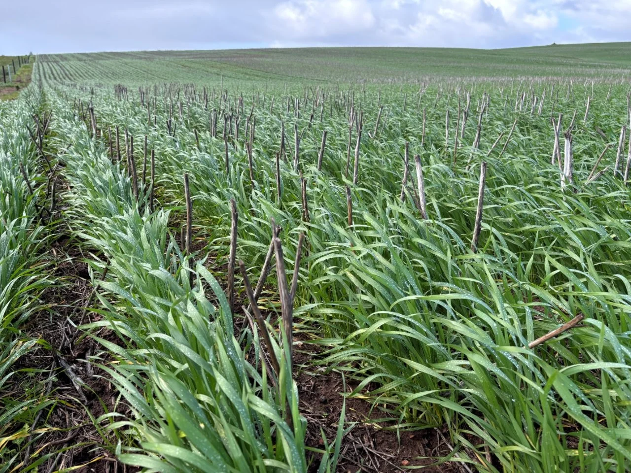 Additional image 32 of Lot 5 McAvaney Lane, Whites Flat SA 5607