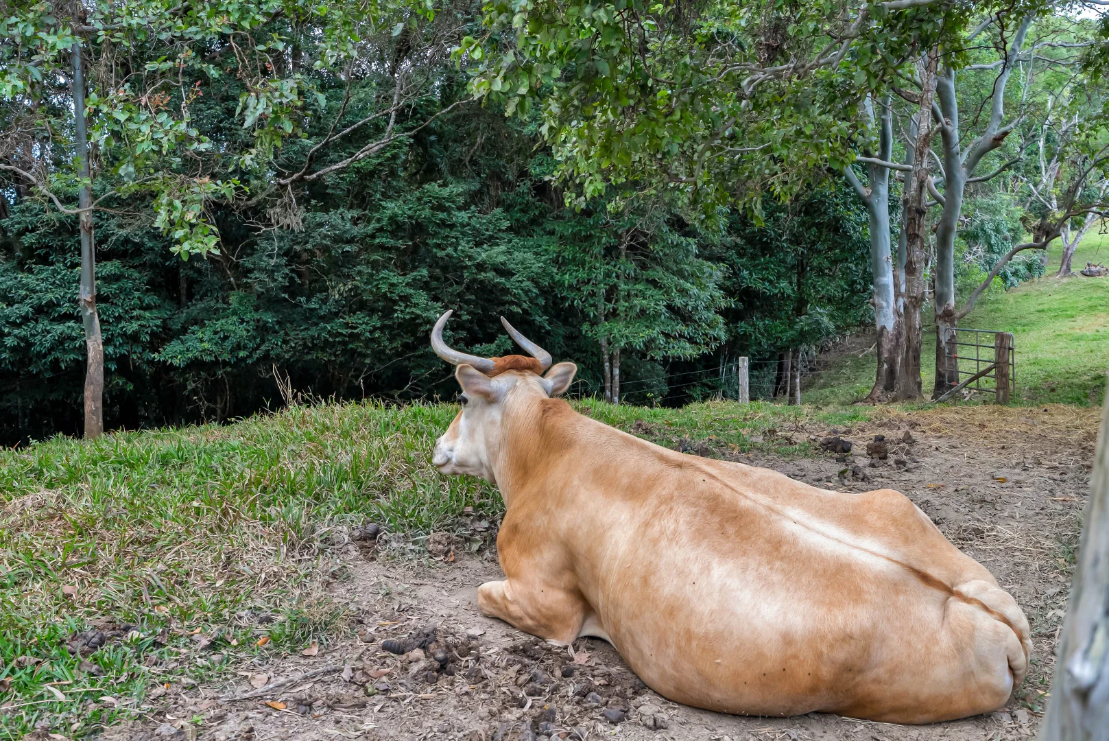 Additional image 31 of 53 Edward Elgar Close, Speewah QLD 4881