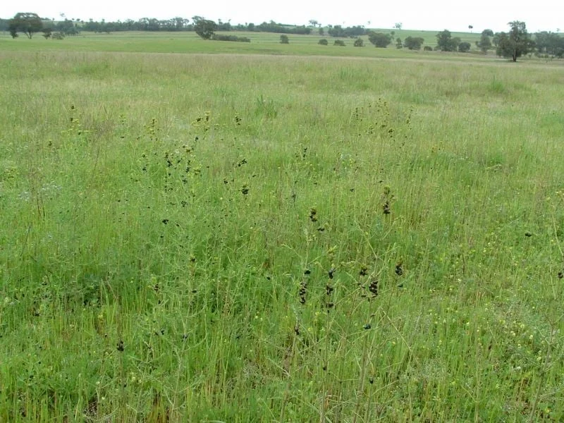 Additional image 9 of 325 Toorawandi Road, Ulamambri NSW 2357