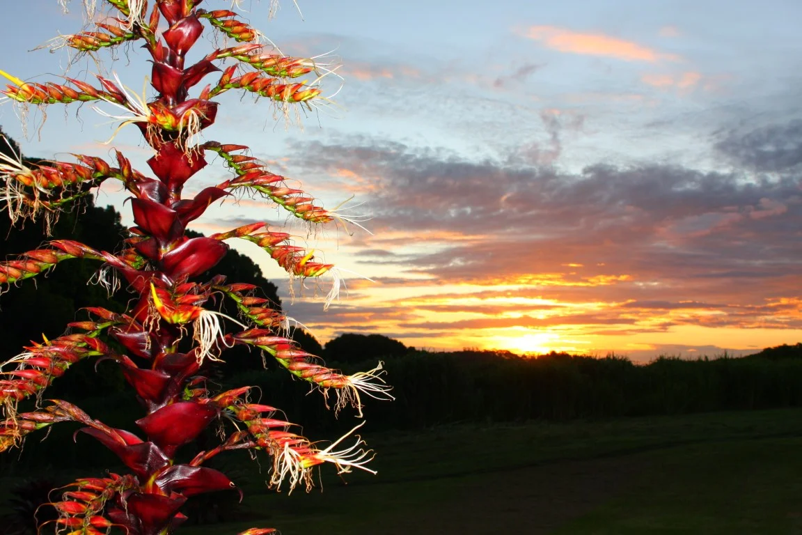 Additional image 37 of 709 Federal Drive, Federal NSW 2480