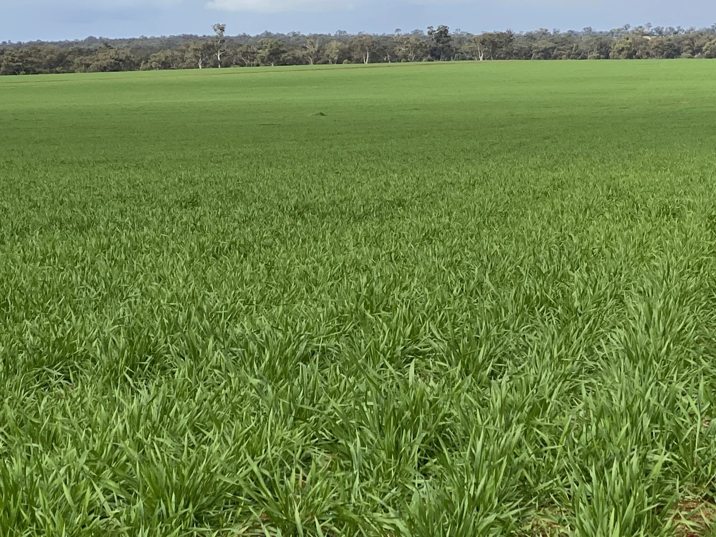 Additional image 12 of 492 Eremeran Road, Condobolin NSW 2877