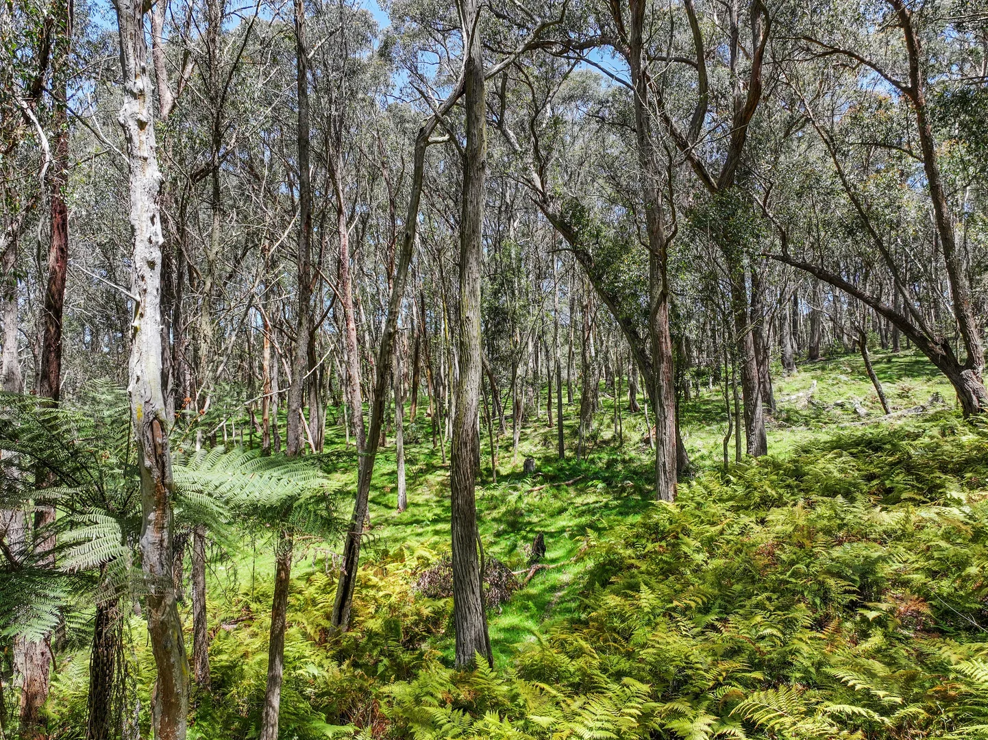 Additional image 21 of 12 Bluebell Road, Braidwood NSW 2622