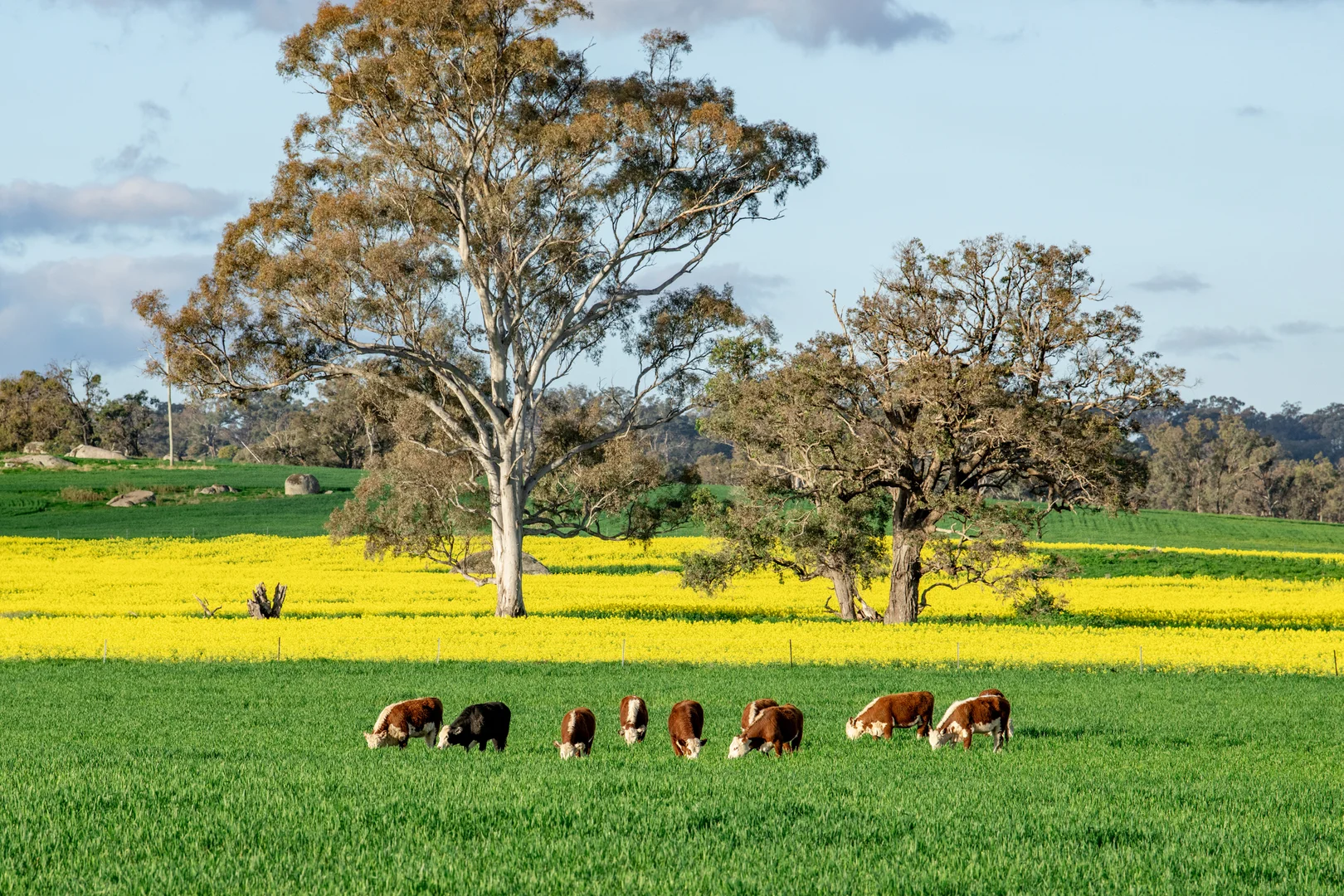 Additional image 4 of Mount Bodangora 5008 Goolma Road, Wellington NSW 2820