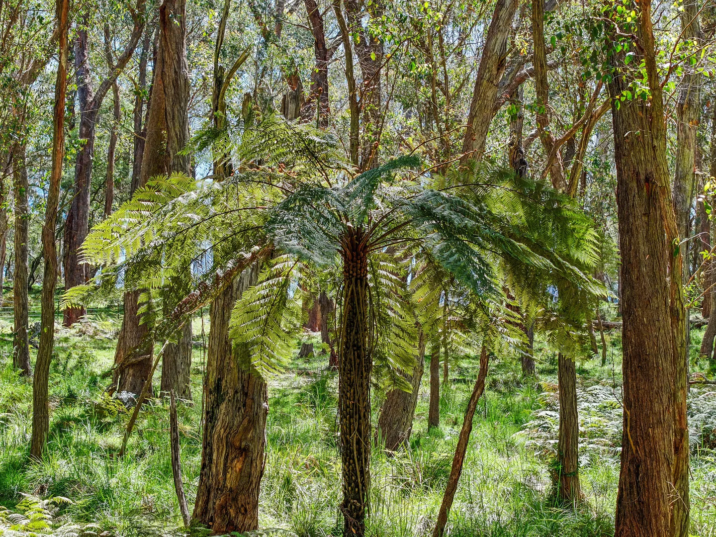 Additional image 20 of 12 Bluebell Road, Braidwood NSW 2622