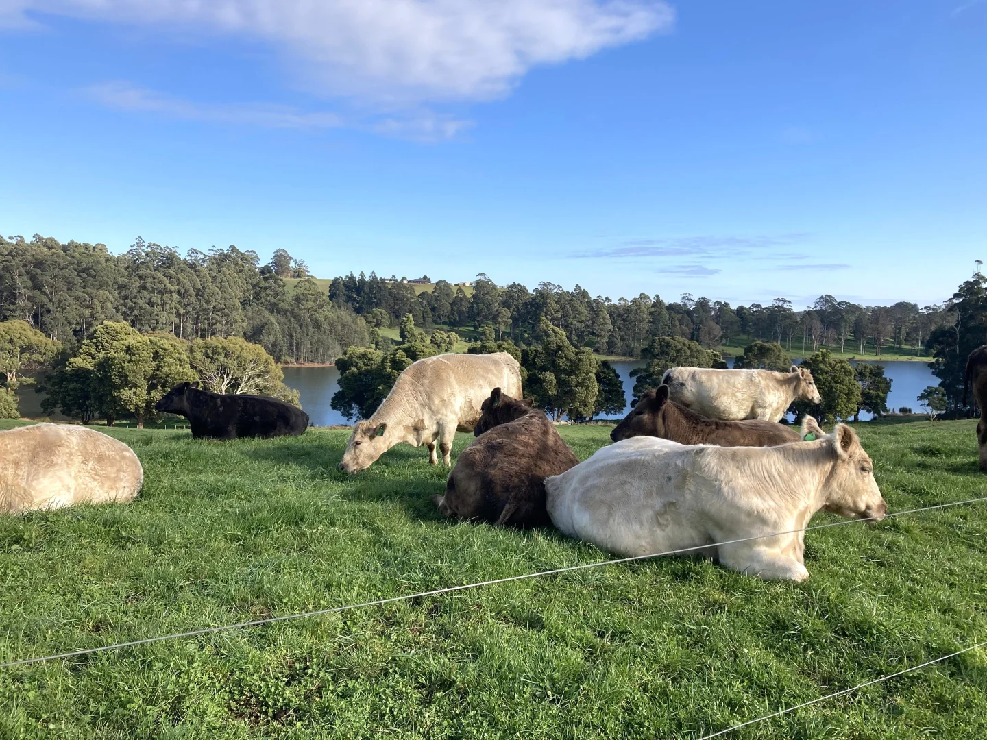 Additional image 23 of 729 Circular Road, Ridgley TAS 7321