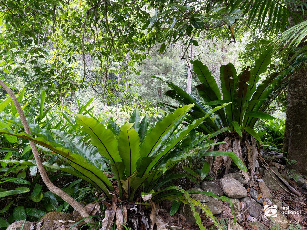Additional image 19 of 563 Commissioners Creek Road, Commissioners Creek NSW 2484