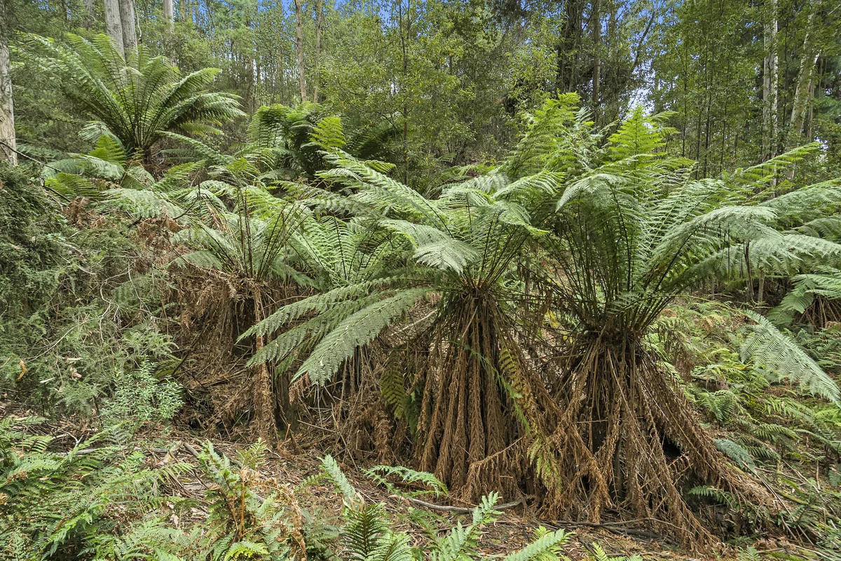 Additional image 32 of 303 Kregors Road, Gordon TAS 7150