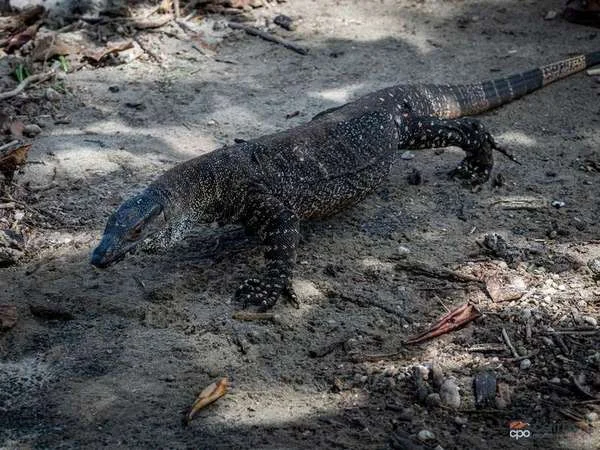 Additional image 25 of 1 and 2/326 Mourilyan Harbour Road, Mourilyan QLD 4858