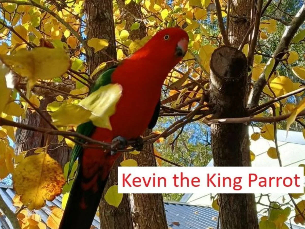 Additional image 23 of 51 Catherine Street, Myola, Callala Beach NSW 2540