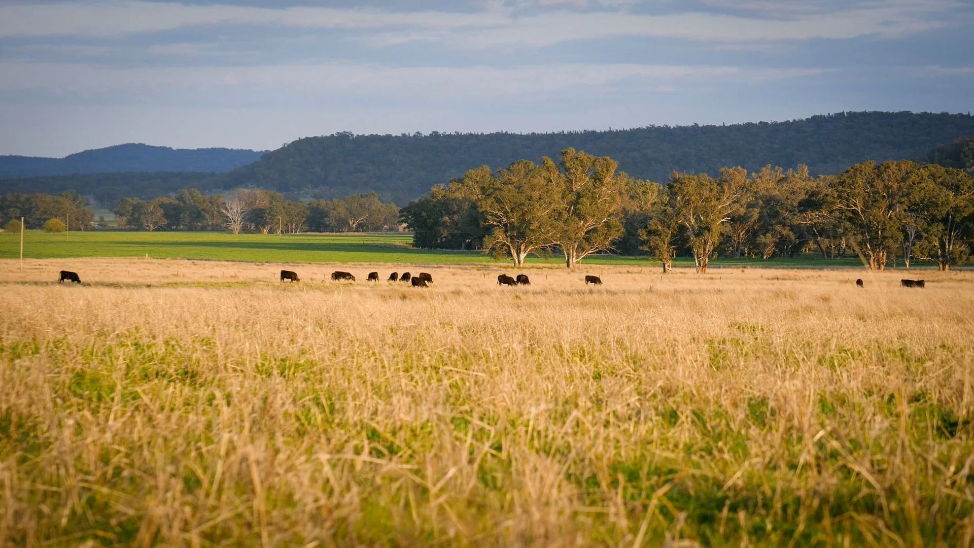1559 Digilah Road, Dunedoo NSW 2844