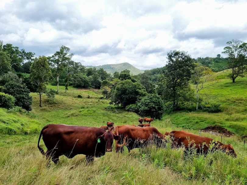 Additional image 17 of 155 Vidoni Road, Mount Delaney QLD 4514