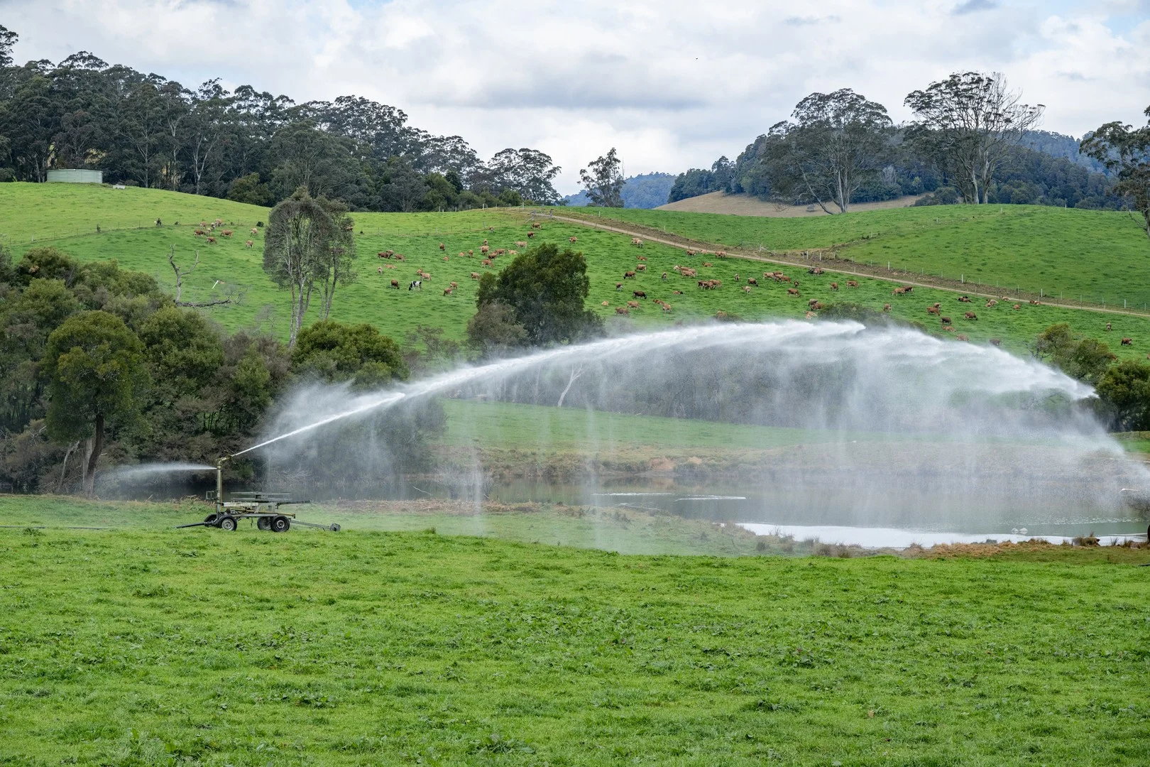 1431 Coramba Road, Dorrigo NSW 2453