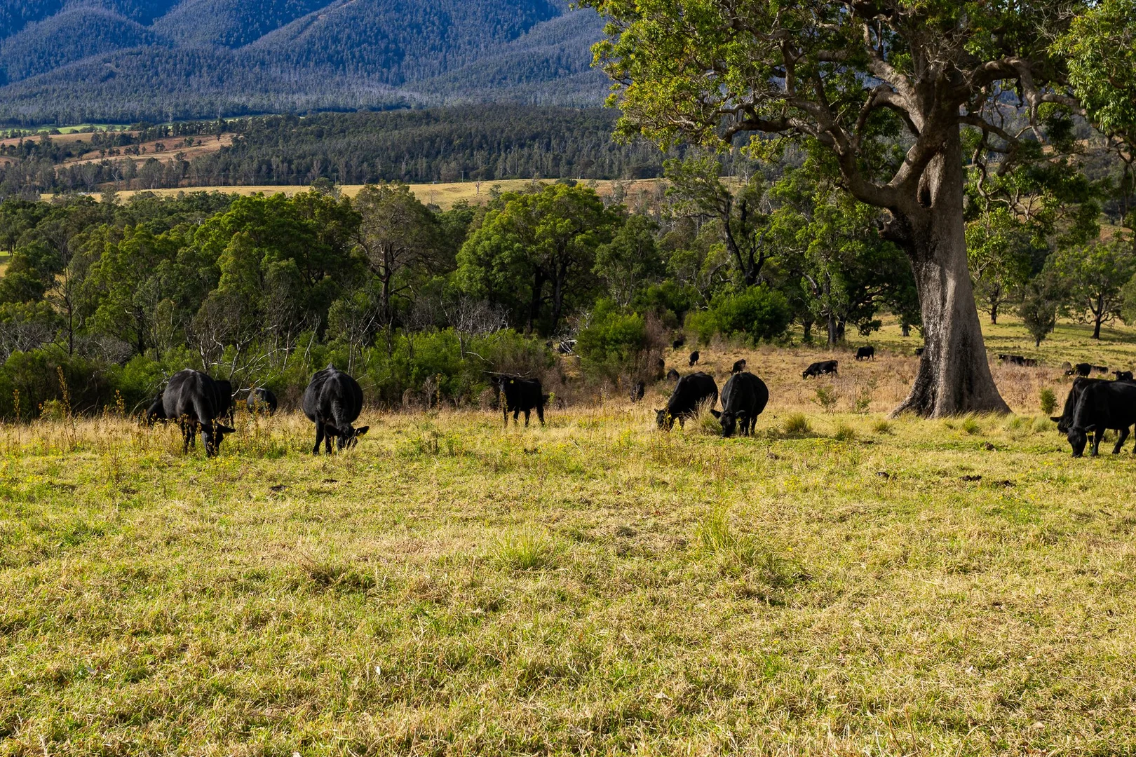 Additional image 10 of Lot 63 Watts Road, Cobargo NSW 2550
