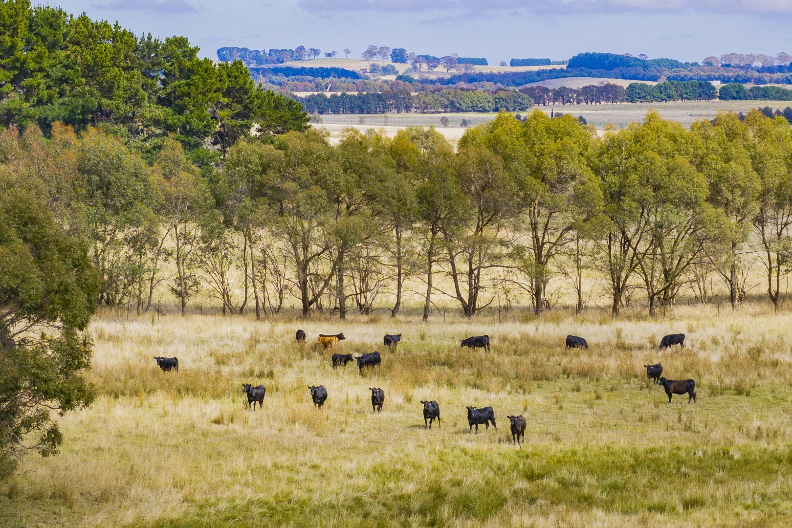 Additional image 12 of 251 Mount Rae Road, Roslyn NSW 2580