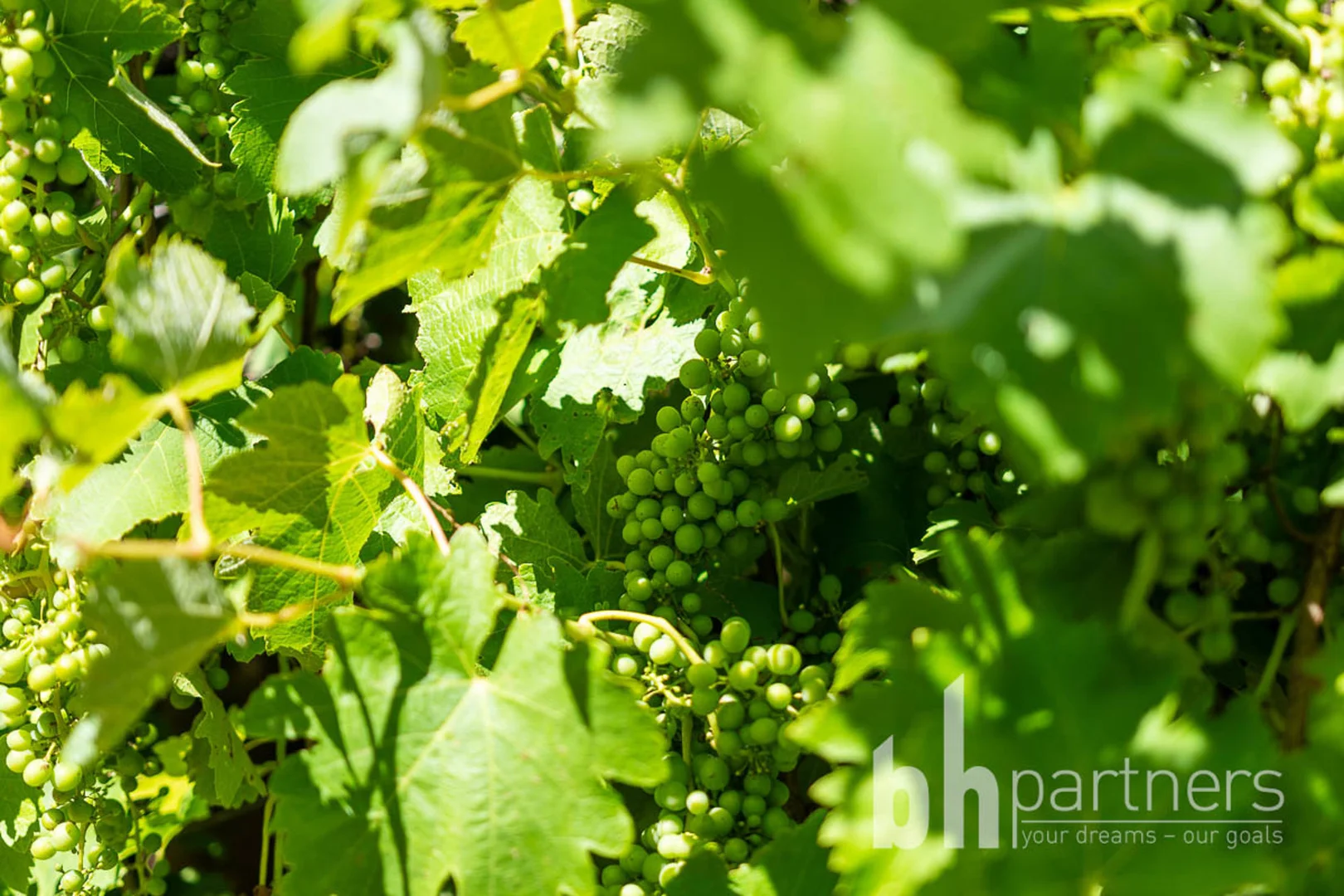 Additional image 4 of Greenways Road & Heywood Drive, Nildottie SA 5238