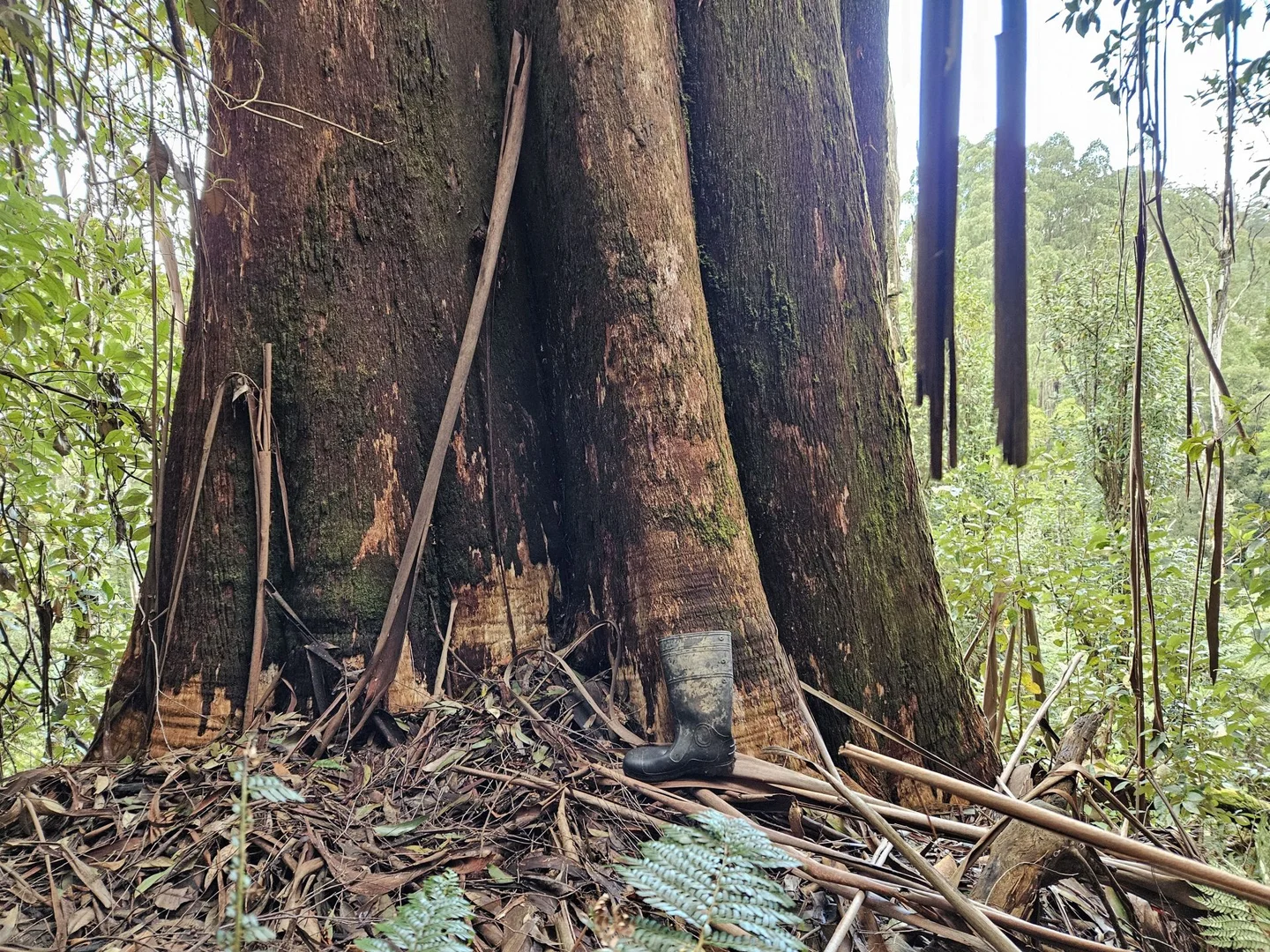 Additional image 9 of Grand Ridge VIC 3870