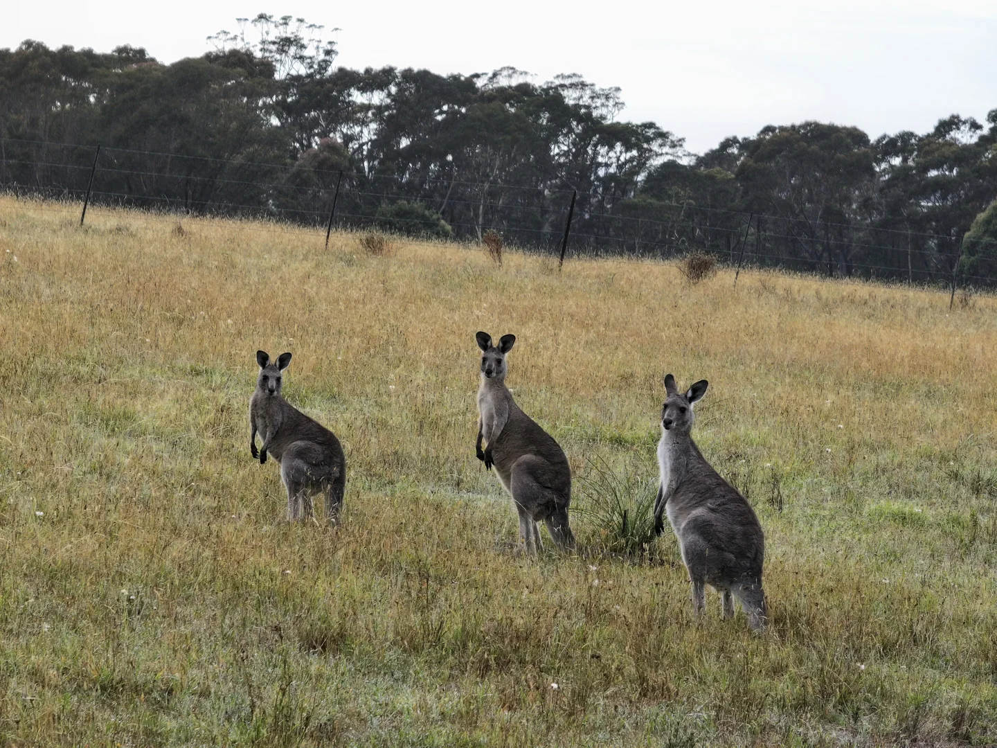 Additional image 21 of 181 Drapers Road, Colo Vale NSW 2575