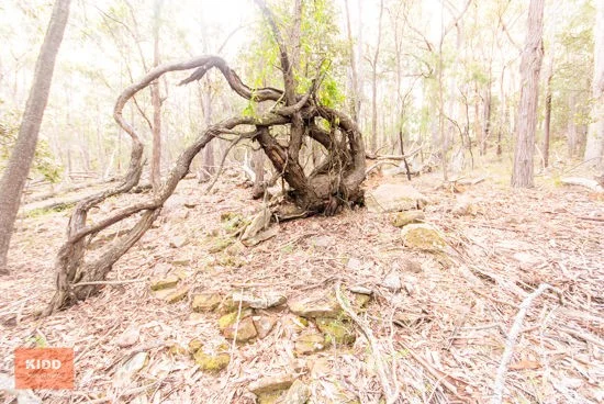 62 Una Road, Bucketty NSW 2250