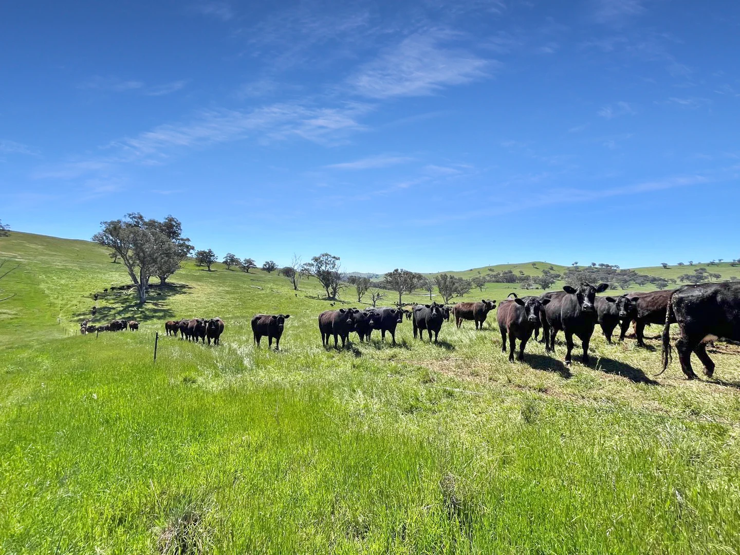 Additional image 4 of 'horse Gully' Old Waugoola Road, Woodstock NSW 2793