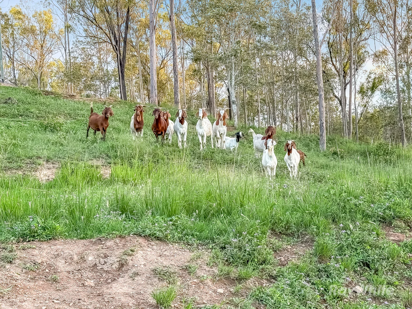 Additional image 36 of 199 Friarbird Drive, Moolboolaman QLD 4671