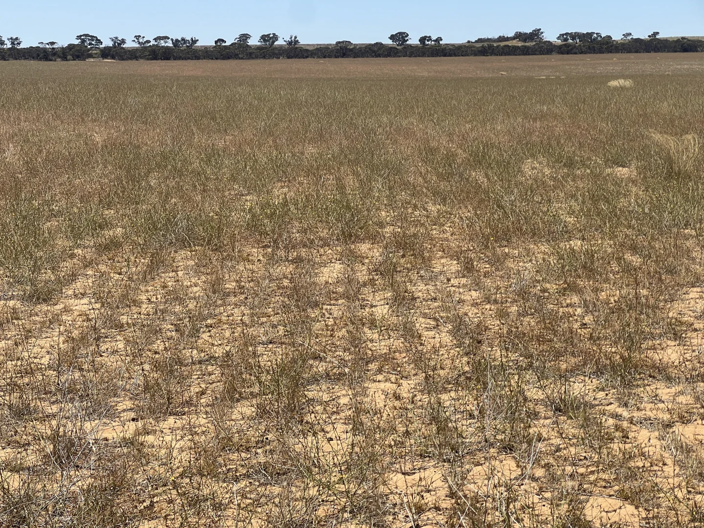 Additional image 19 of Lot 1 Stones Track & Lot 17 Kulkami Road, Karoonda SA 5307