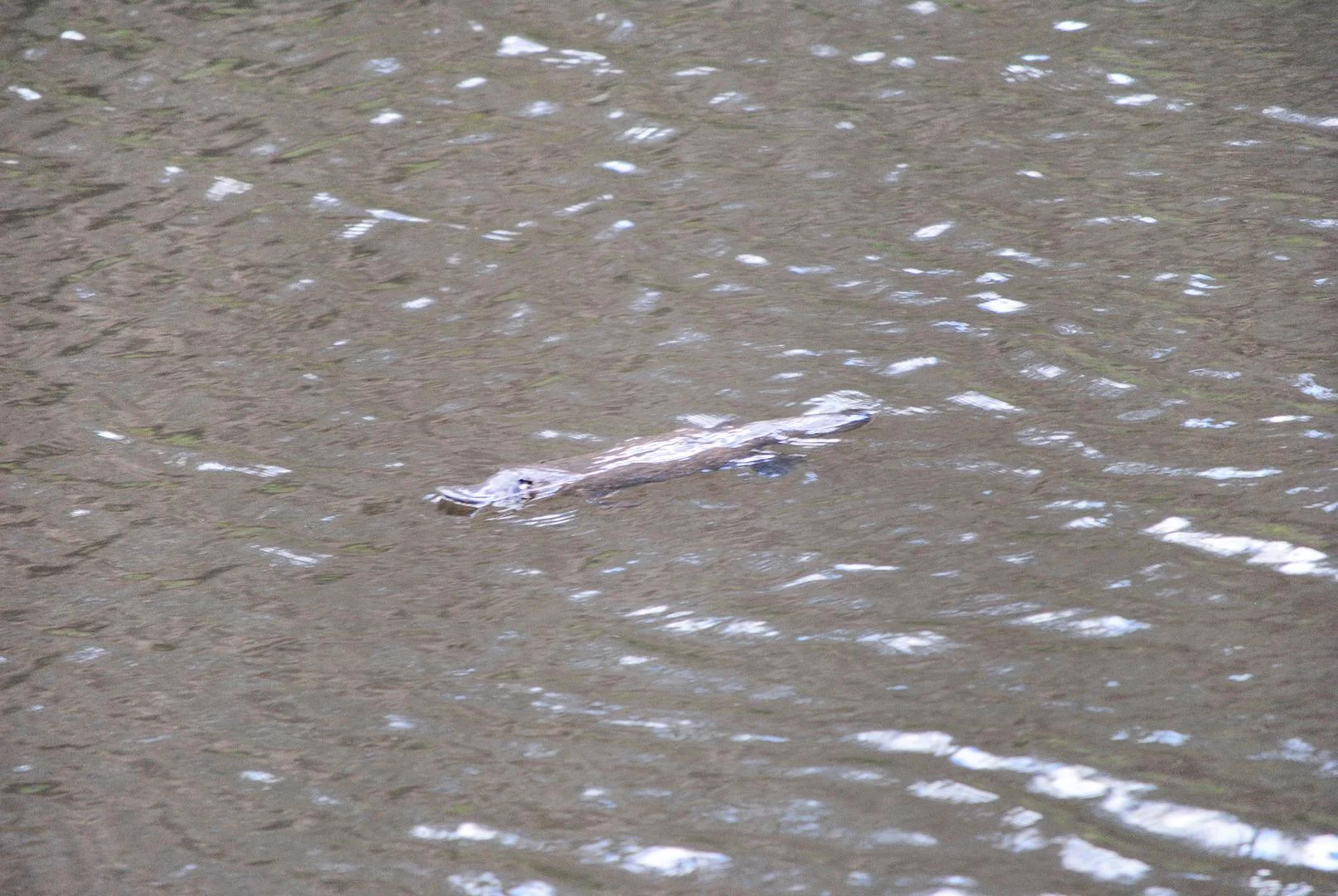 Additional image 26 of 1100 Quidong Road, Merriangaah NSW 2632