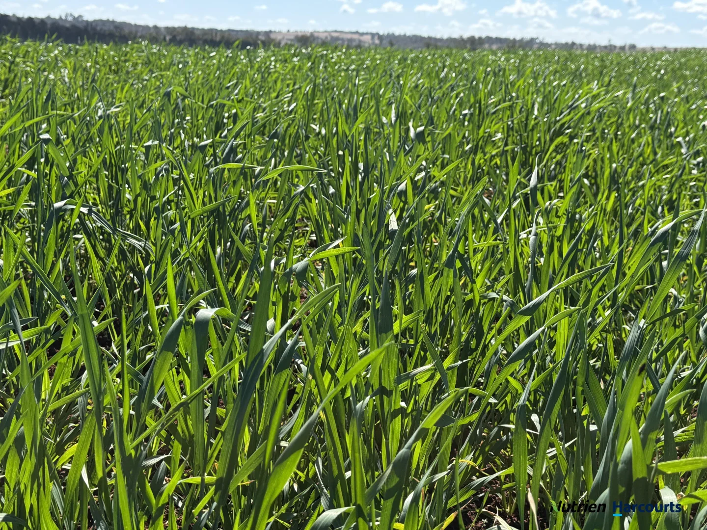 Additional image 19 of Lot 2 Reedy Creek Road, Benair QLD 4610