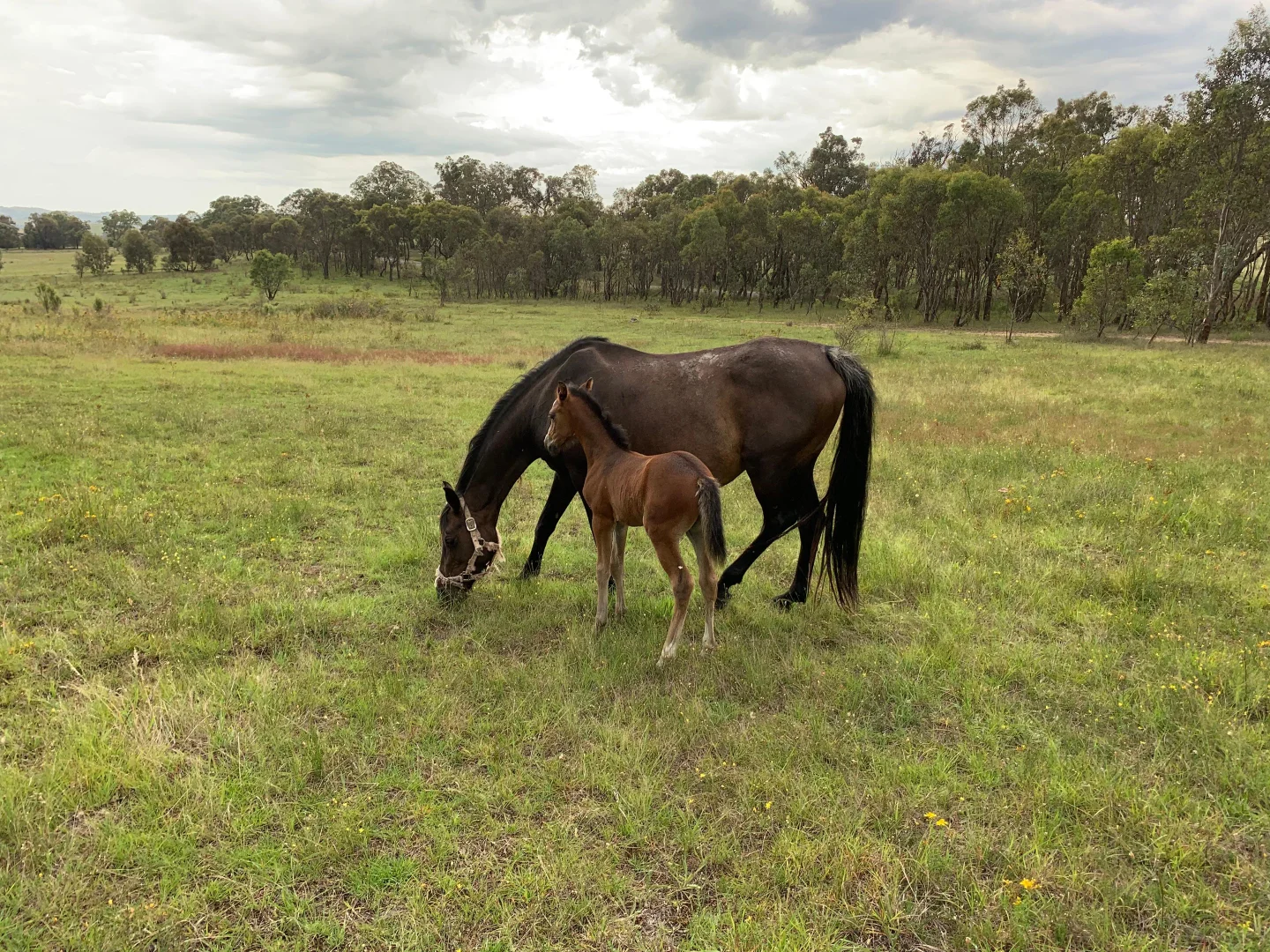 Additional image 22 of 560 Collector Road, Gunning NSW 2581