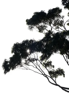 Additional image 22 of 101 Linden Road, Primrose Sands TAS 7173