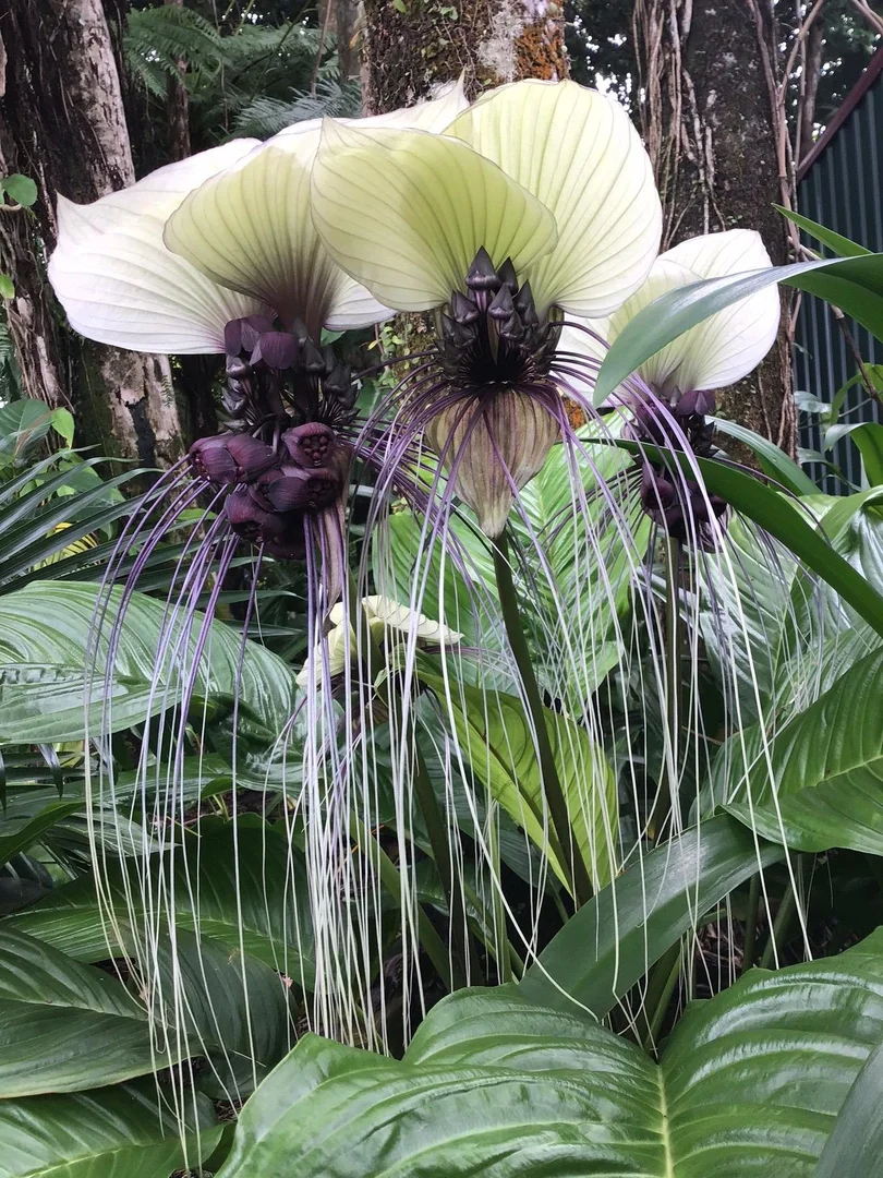 Additional image 28 of 10 Wildsoet Street, Tully QLD 4854