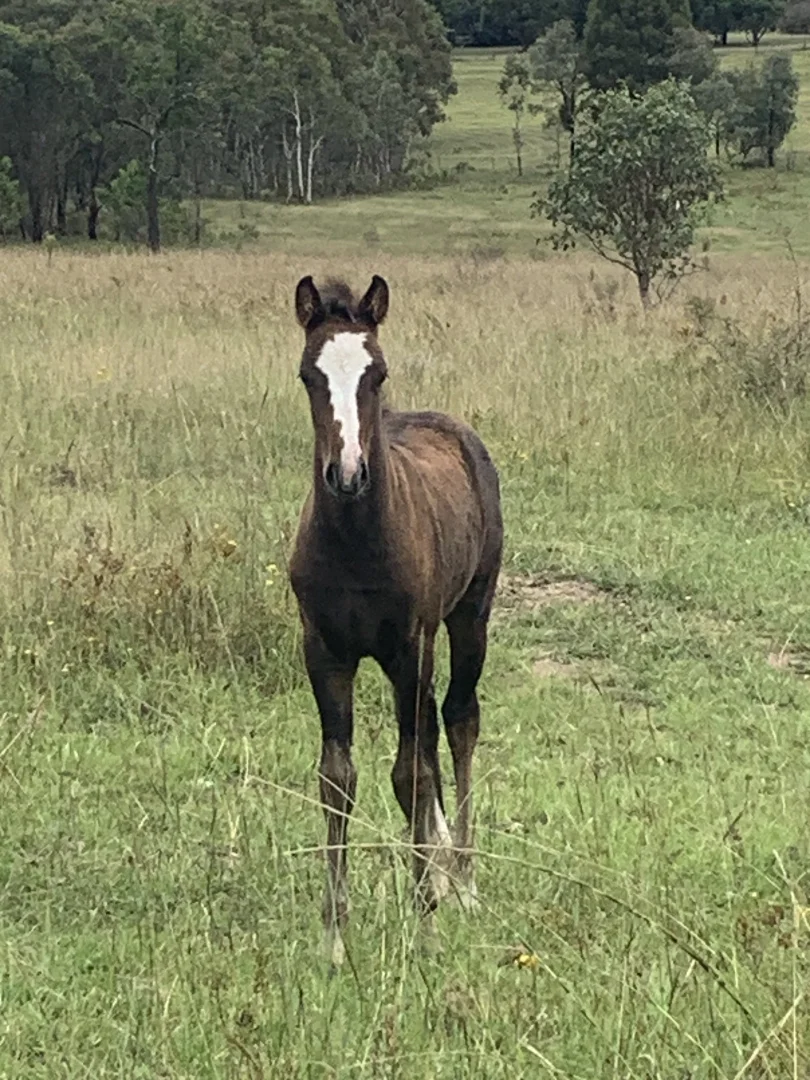Additional image 23 of 560 Collector Road, Gunning NSW 2581